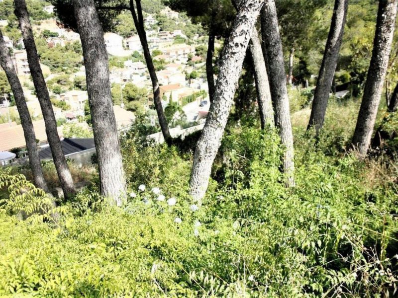 SOLAR EN MAS TRADER (CUBELLES)